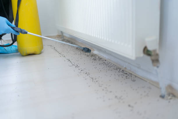 Best Affordable Pest Control Services  in El Dorado Hills, CA