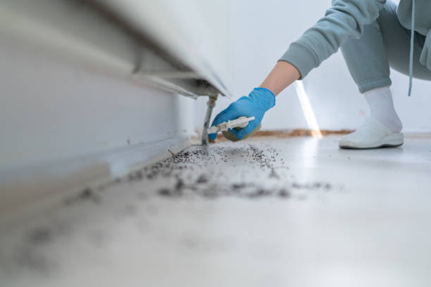 Flea Control Services in El Dorado Hills, CA